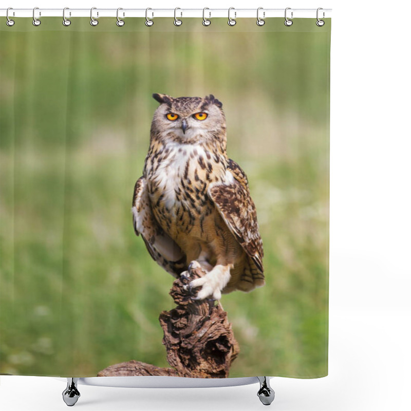 Personality  Close-up of Eurasian Eagle Owl perching on a post shower curtains