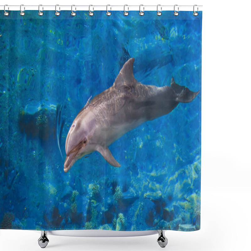 Personality  The Yong Bottlenose Dolphin Is Swimming In Red Sea Shower Curtains