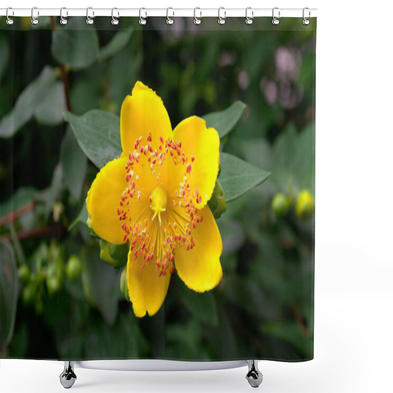 Personality  Yellow Rose Of Sharon In The Garden With A Lot Of Stamens On Green Background Close Up (Hypericum Calycinum) Shower Curtains