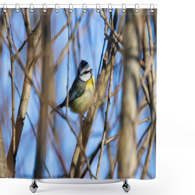 Personality  Blue Tit Feeds On Insects, Seeds, And Berries. Photographed In Father Collins Park, Dublin, Ireland Shower Curtains