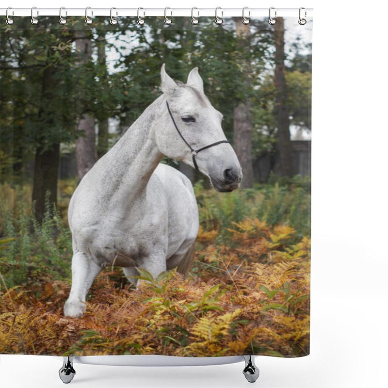 Personality  Gray Horse Standing In The Forest On The Green Grass Near The Trees Shower Curtains