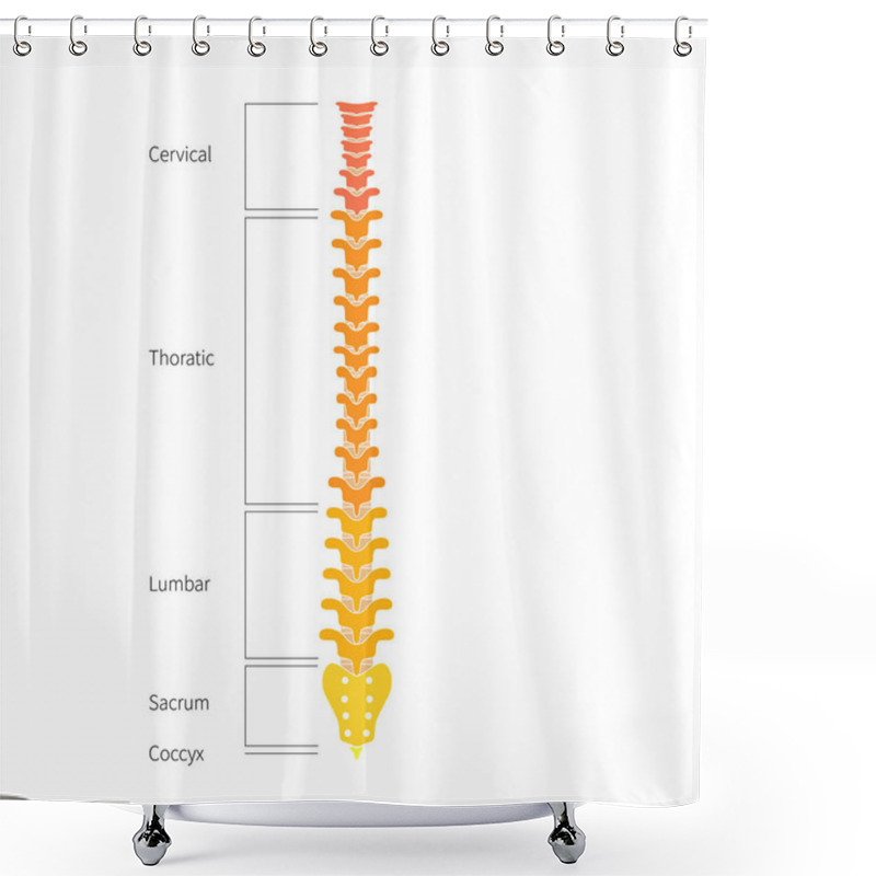 Personality  Human Spine Structure Anatomy Shower Curtains