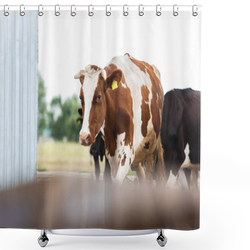 Personality  Selective Focus Of Cow With Brown And White Spots On Dairy Farm Shower Curtains