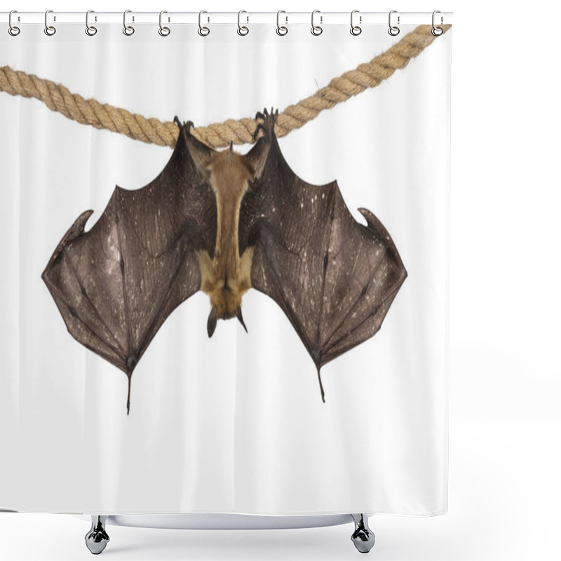 Personality  Young Adult Flying Fox, Fruit Bat Aka Megabat Of Chiroptera, Hanging Backwards On Sisal Rope With Both Spread Showing Structure Of The Bones. Isolated On White Background. Shower Curtains