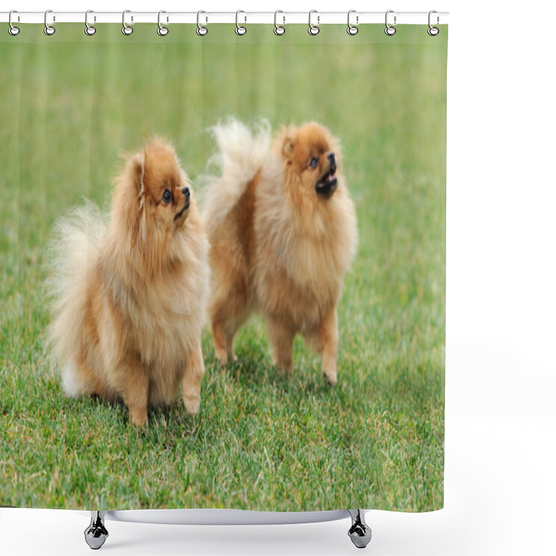 Personality  Brown Pomeranian Dog Shower Curtains