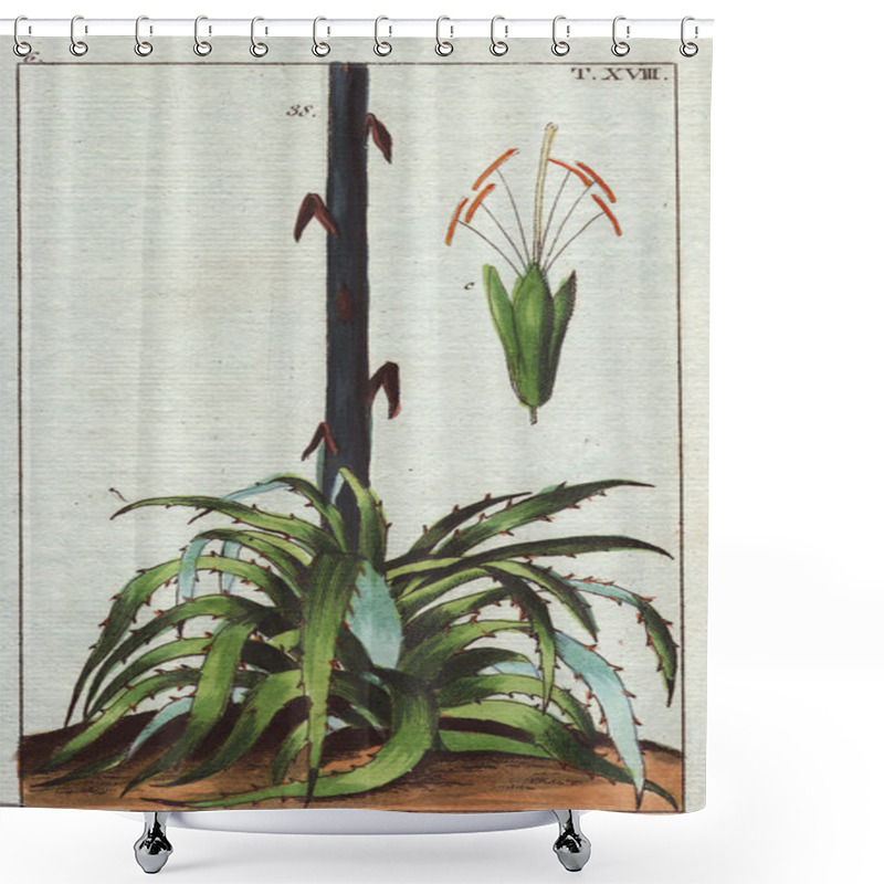 Personality  Century Plant Illustration Shower Curtains