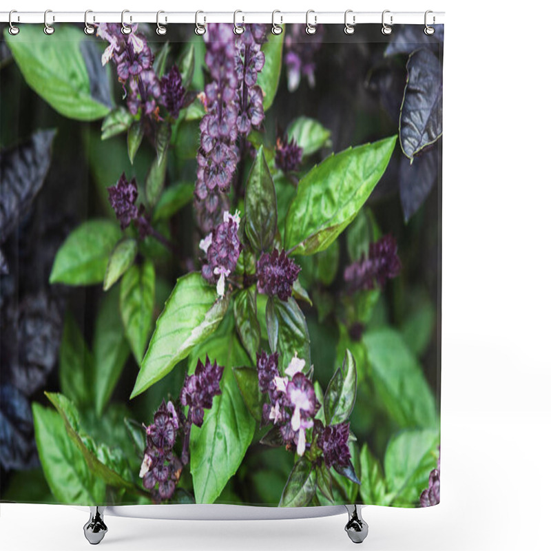 Personality  Cinnamon Basil And Plants With Green Leaves And Purple Flowers Growing In Summer Garden Shower Curtains