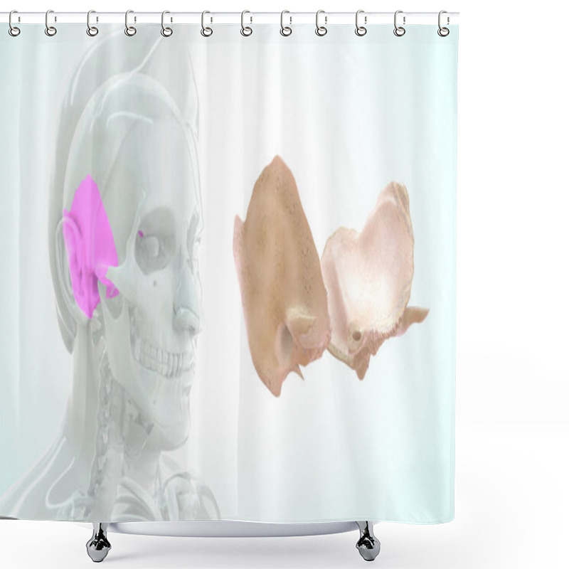 Personality  Human  Bone Anatomy 3d Illustration Shower Curtains