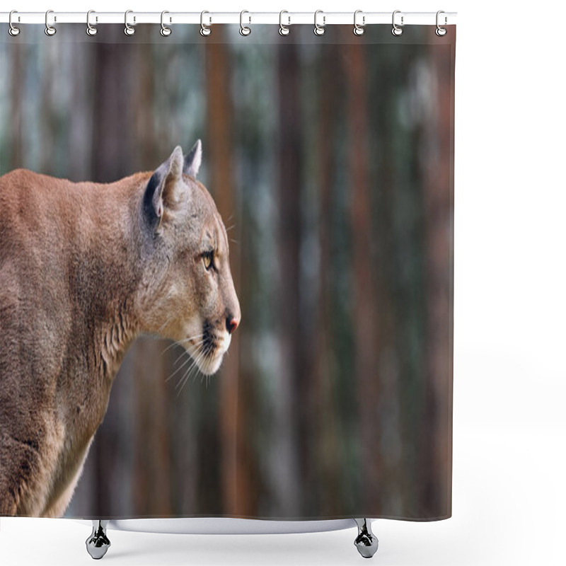 Personality  Portrait Of Beautiful Puma. Cougar, Mountain Lion, Puma, Wildlife America Shower Curtains