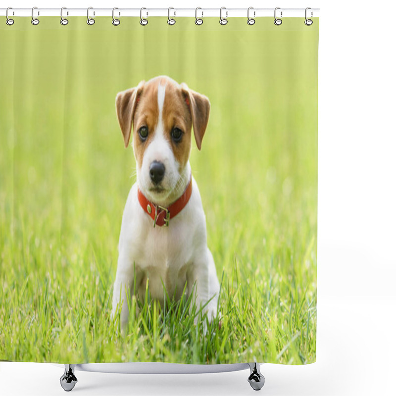 Personality  A Small White Dog Puppy Breed Jack Russel Terrier Shower Curtains