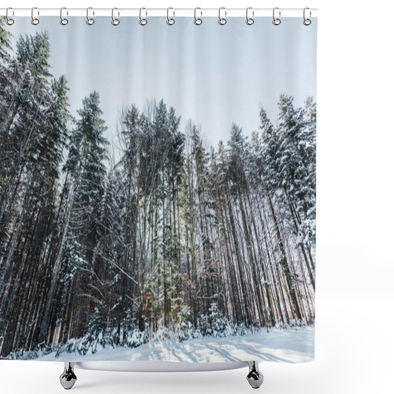 Personality  Forest In Carpathian Mountains With Tall Pines And Snow Shower Curtains