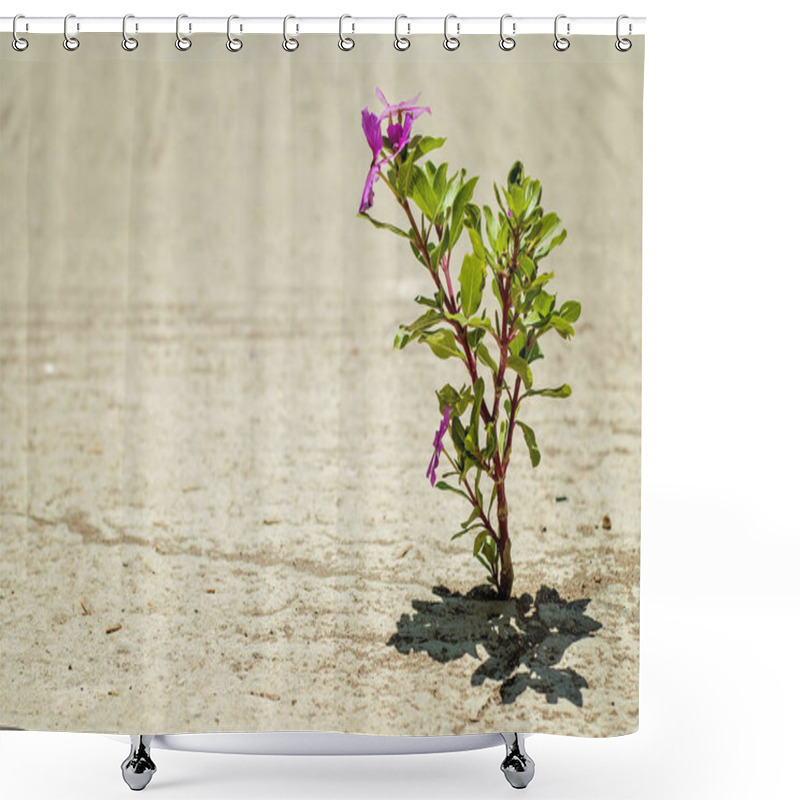 Personality  What A Wonderful World: A Lonely Pink Flower Found Its Way Throu Shower Curtains