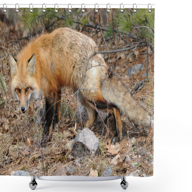 Personality  Red Fox Close-up Profile View In The Forest During The Autumn Season Displaying Its Body And Fluffy And Bushy Tail And Enjoying The Sun In Its Environment And Habitat. Fox Image. Picture. Portrait. Fox Stock Photo. Shower Curtains