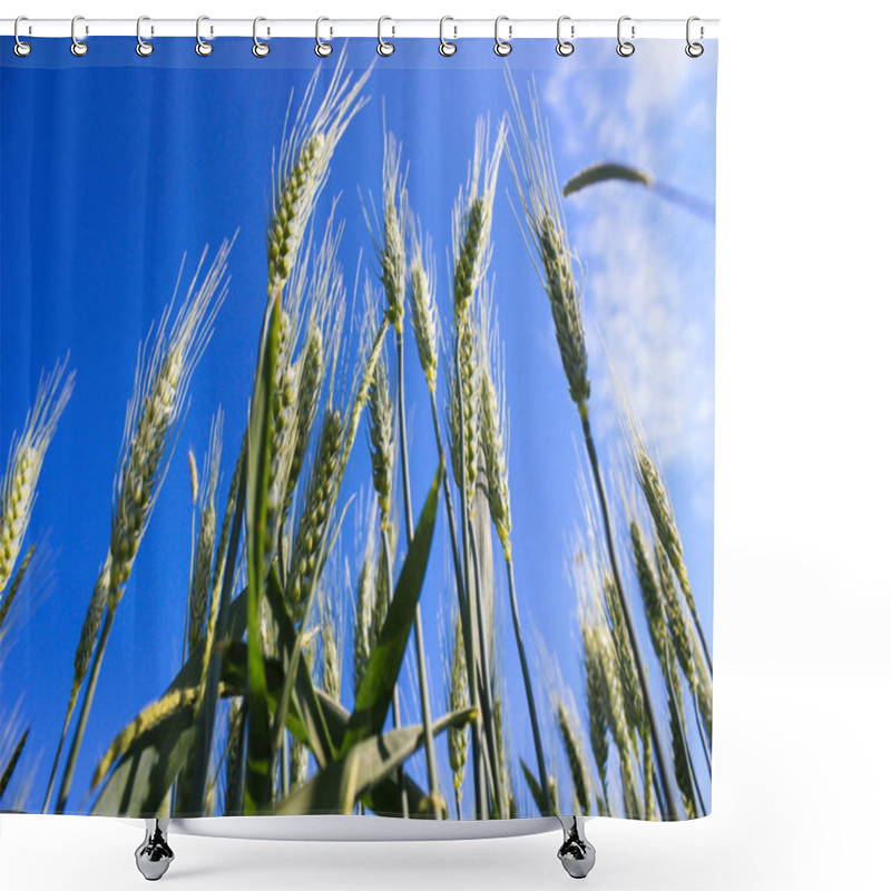 Personality  Landscape Wheat Fields On A Sunny Summer Day Shower Curtains