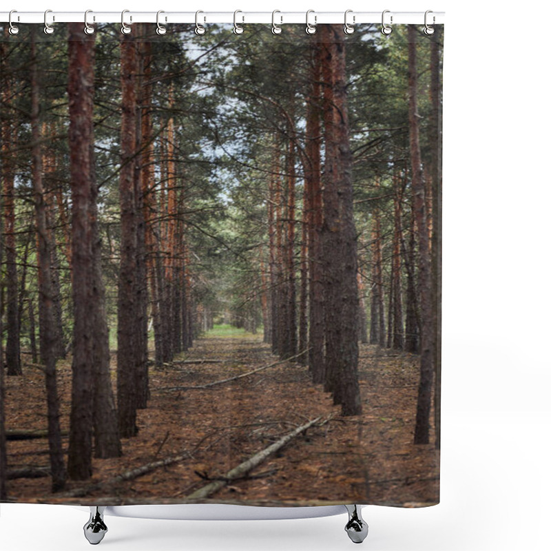 Personality   Pine Forest With Fallen And Tall Trees In Rows Shower Curtains