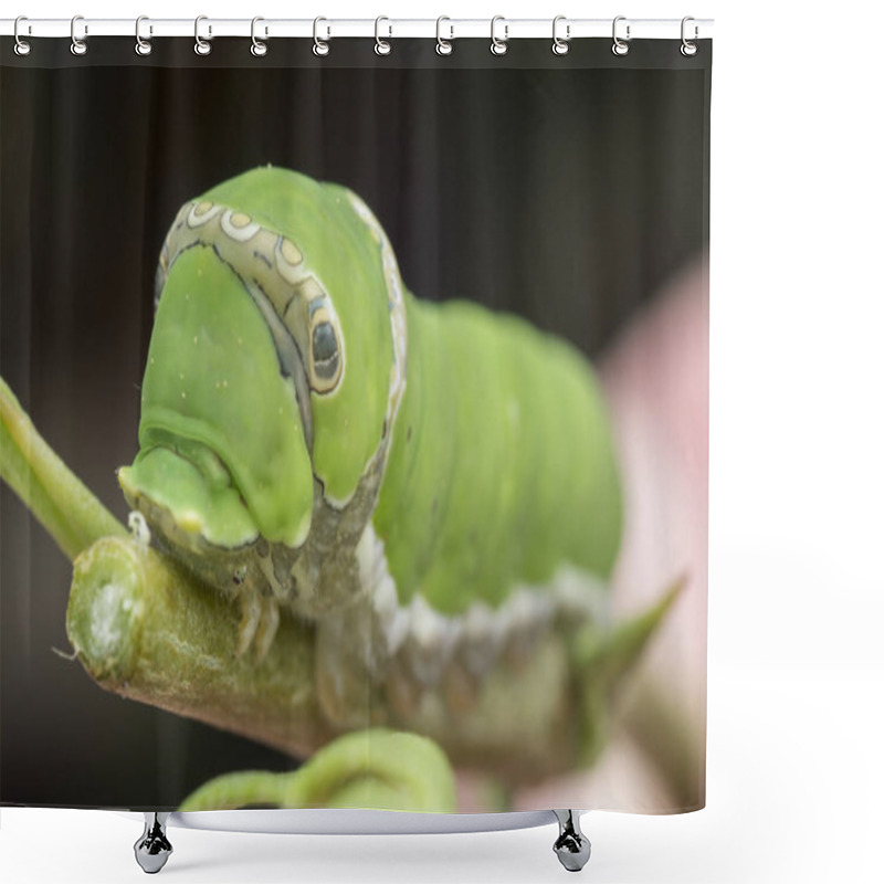 Personality  Lemon Tree Papilio Polytes Caterpillar Shower Curtains