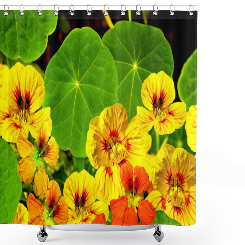 Personality  Nasturtium Flowers Shower Curtains