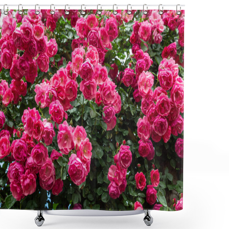 Personality  Beautiful Pink Roses Blooming In The Rose Garden. Shower Curtains