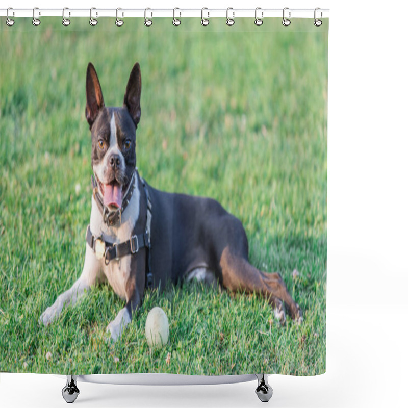 Personality  Boston Terrier Female Resting. Off Leash Dog Park In Northern California. Shower Curtains