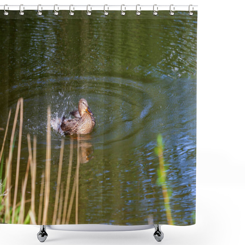 Personality  Little Gray Duck Swims On The Water. It Flutters Its Wings And Splashes Of Water Around It. Shower Curtains