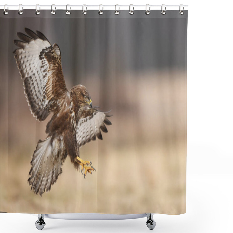 Personality  Close Up View Of Common Buzzard In Natural Habitat Shower Curtains