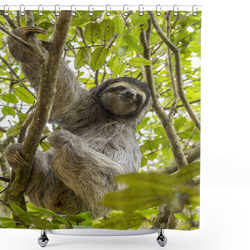 Personality  Three-toed Sloth Bear Moving In The Trees. Costa Rica Shower Curtains