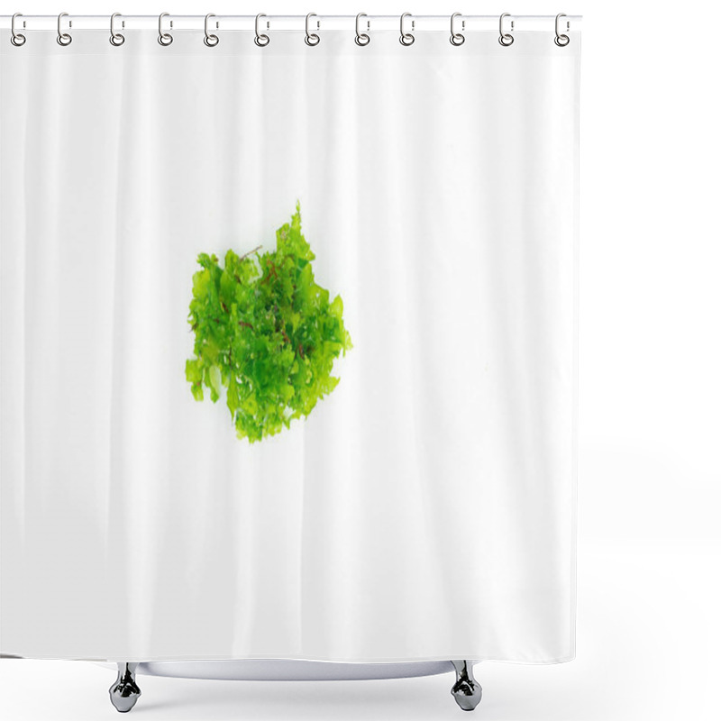 Personality  Sea Lettuce, Green Seaweed On White Background. Copy Space. Top View. Shower Curtains