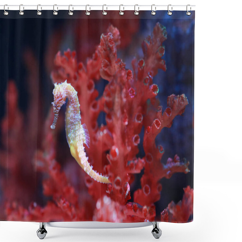 Personality  Seahorse (Hippocampus) Swimming In Aquarium Tank. Shower Curtains