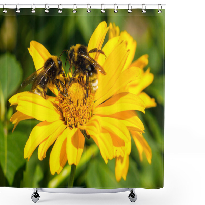 Personality  Two Bees Collects Pollen From Yellow Flowers Perennial Aster In The Garden Shower Curtains