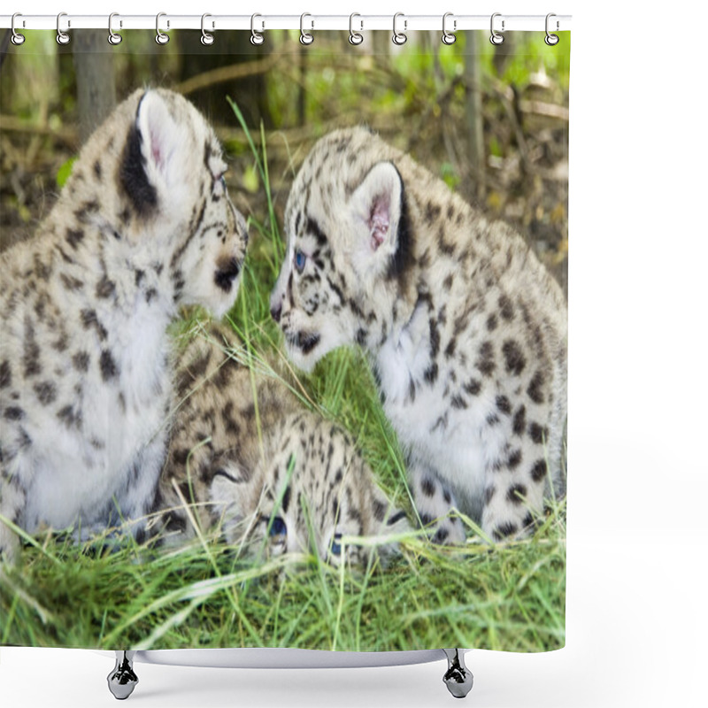 Personality  Snow Leopard Cubs Shower Curtains