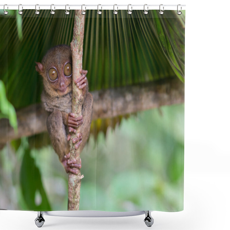 Personality  Smiling Cute Tarsier Sitting On A Tree,  Bohol Island, Philippines Shower Curtains