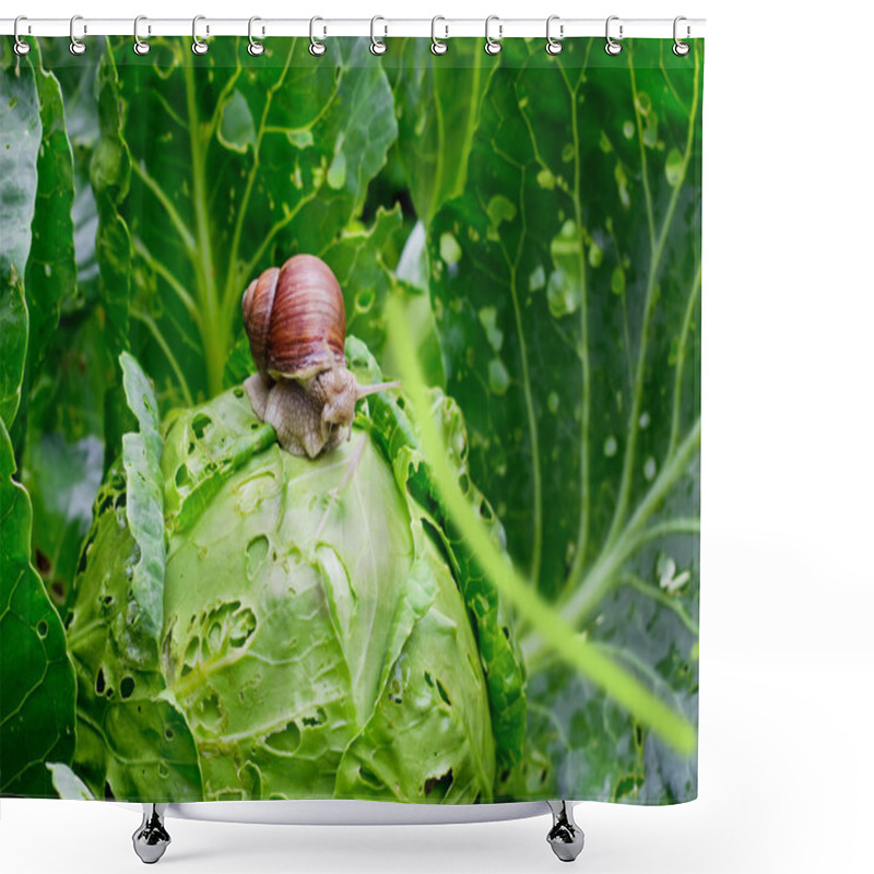 Personality  Snail Is Sitting On Cabbage In The Garden Shower Curtains