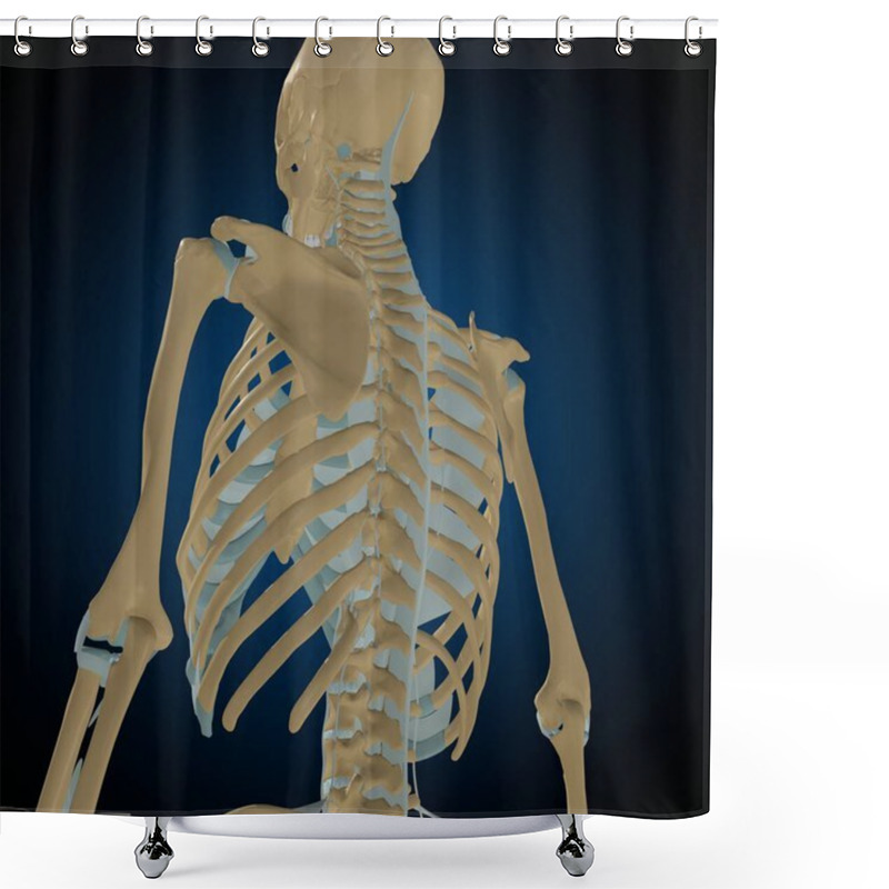 Personality  Human Bones Joints And Ligaments Anatomy For Medical Concept 3D Illustration Shower Curtains