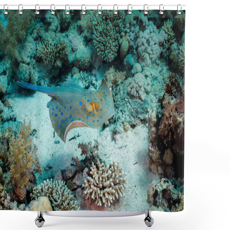 Personality  A Bluespotted Stingray (Taeniura Lymma) Swimming Over The Reef. Shower Curtains