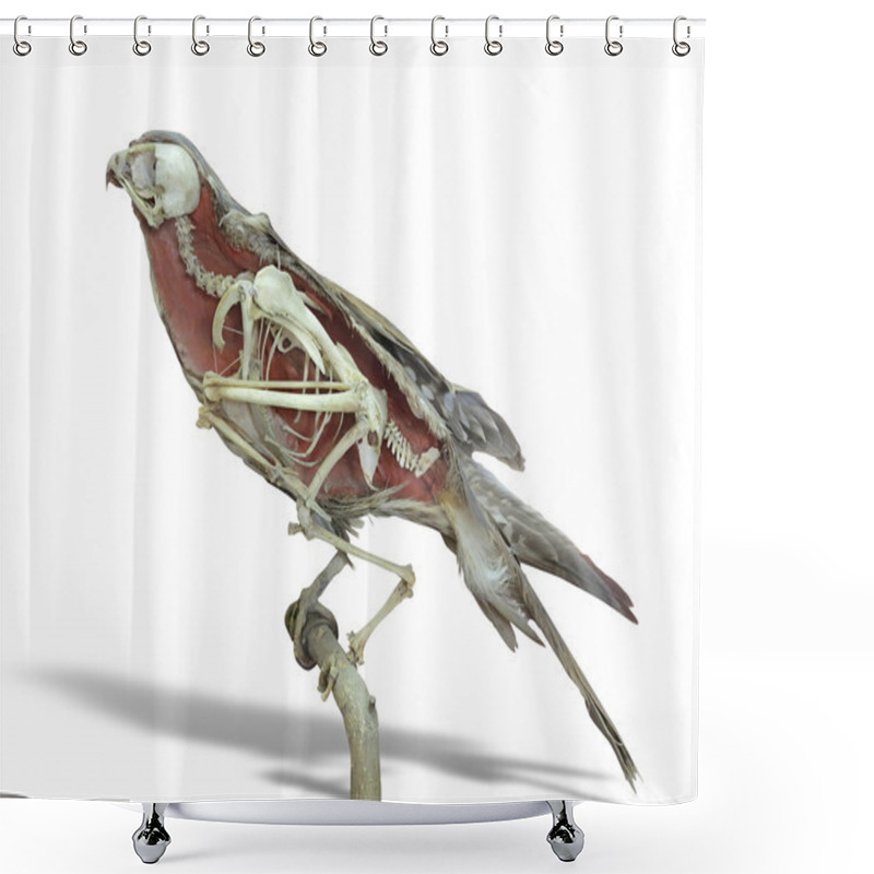 Personality  Stuffed Falcon Bird With Skeleton Inside Isolated Over White Shower Curtains