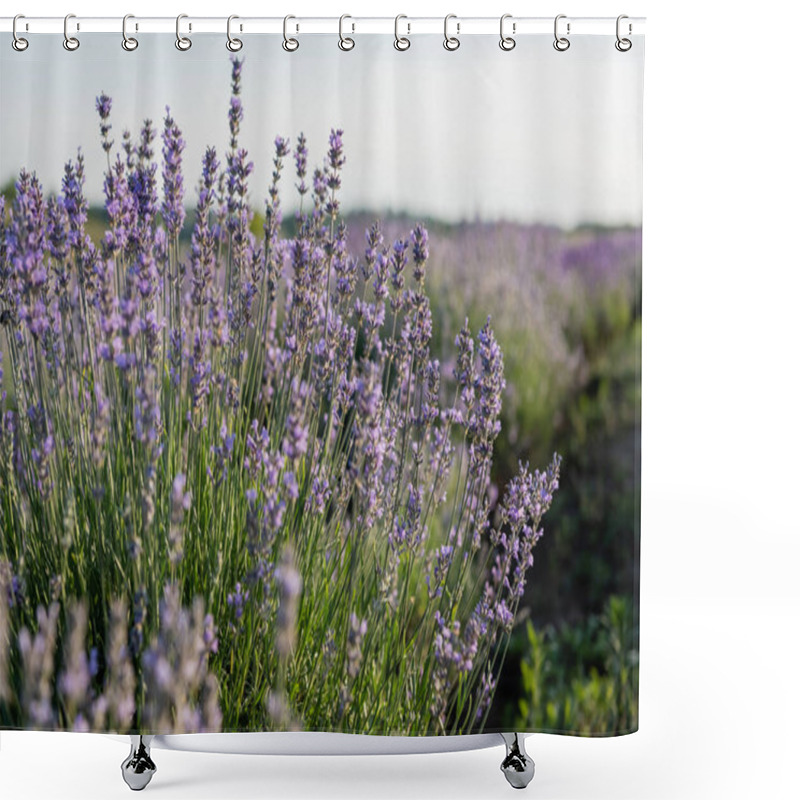 Personality  Close Up View Of Lavender Blossom In Summer Field Shower Curtains