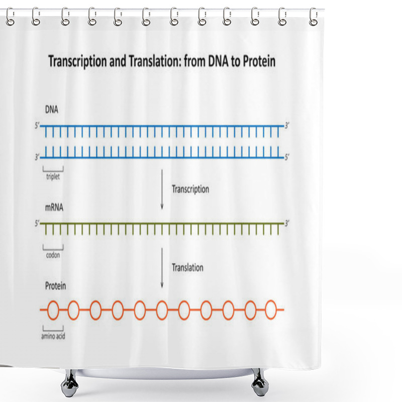 Personality  Transcription And Translation: From DNA To Protein Shower Curtains