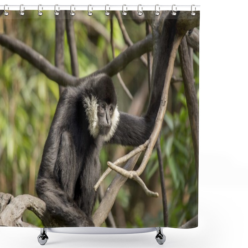 Personality  White Cheeked Gibbon (Nomascus Leucogenys) Shower Curtains