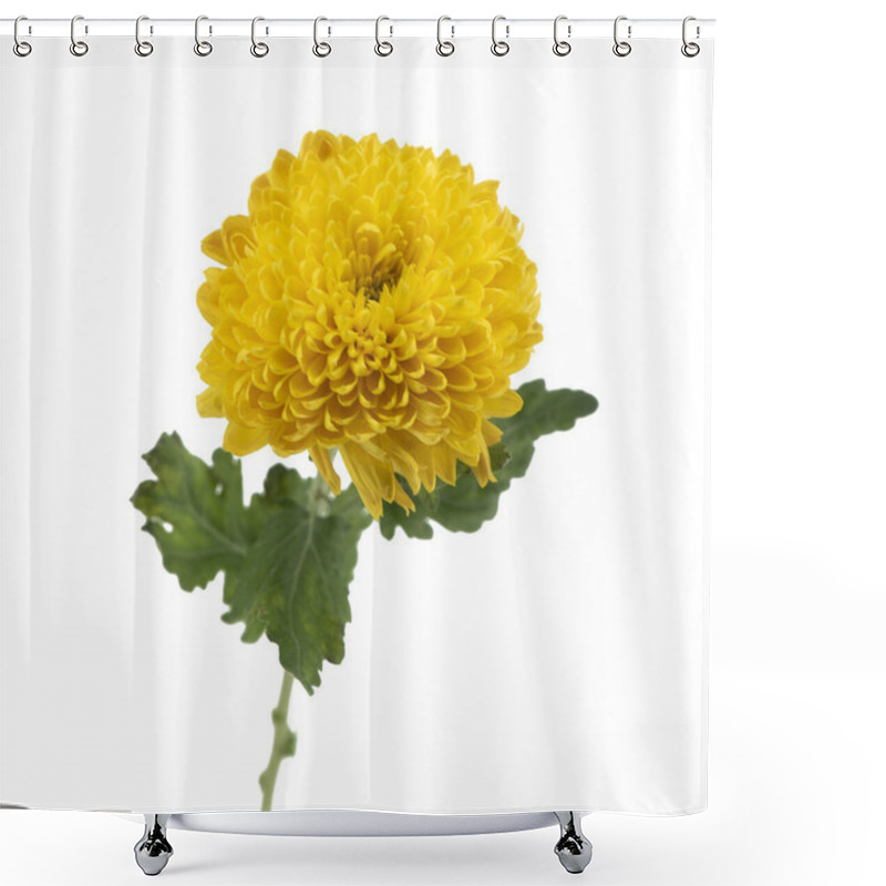 Personality  Blossom Of Beautiful Yellow Chrysanthemum Flower Isolated Shower Curtains