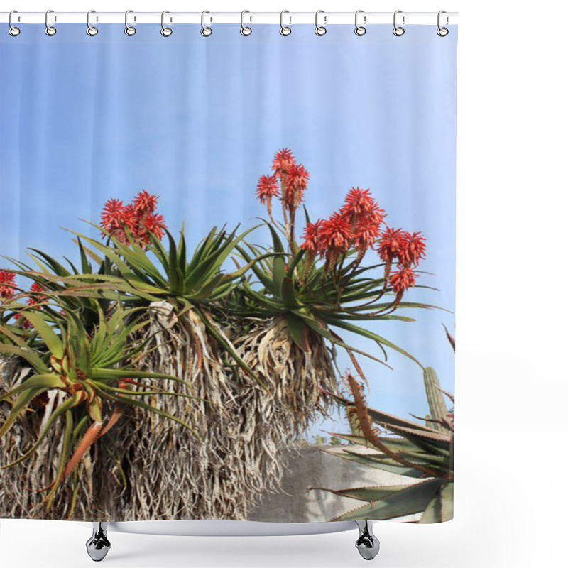 Personality  Blooming Aloe Vera Plant Shower Curtains