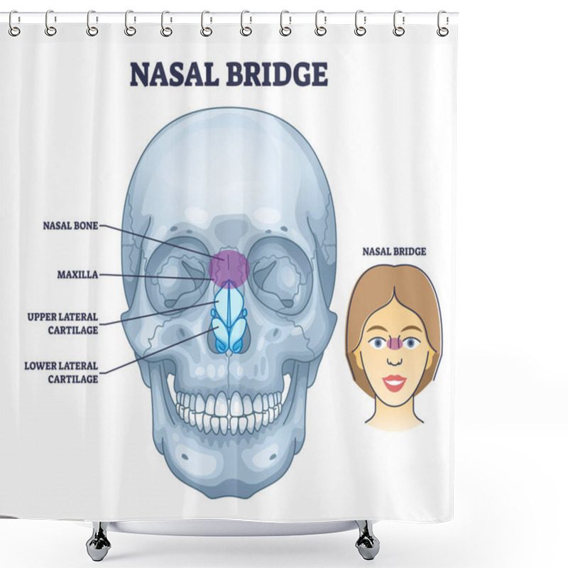 Personality  Nasal Bridge And Nose Bone Anatomy With Face Cartilage Outline Diagram. Labeled Educational Scheme With Medical Frontal Structure, Facial Maxilla, Upper Lateral And Lower Parts Vector Illustration. Shower Curtains