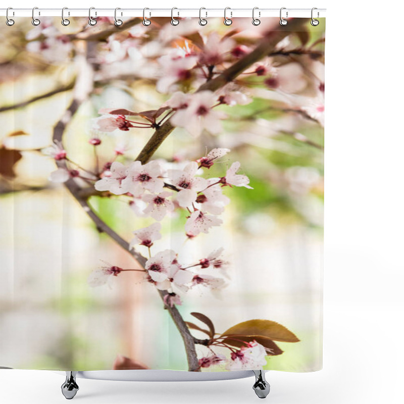 Personality  Close-up View Of Beautiful Blooming Cherry Tree Branch, Selective Focus Shower Curtains