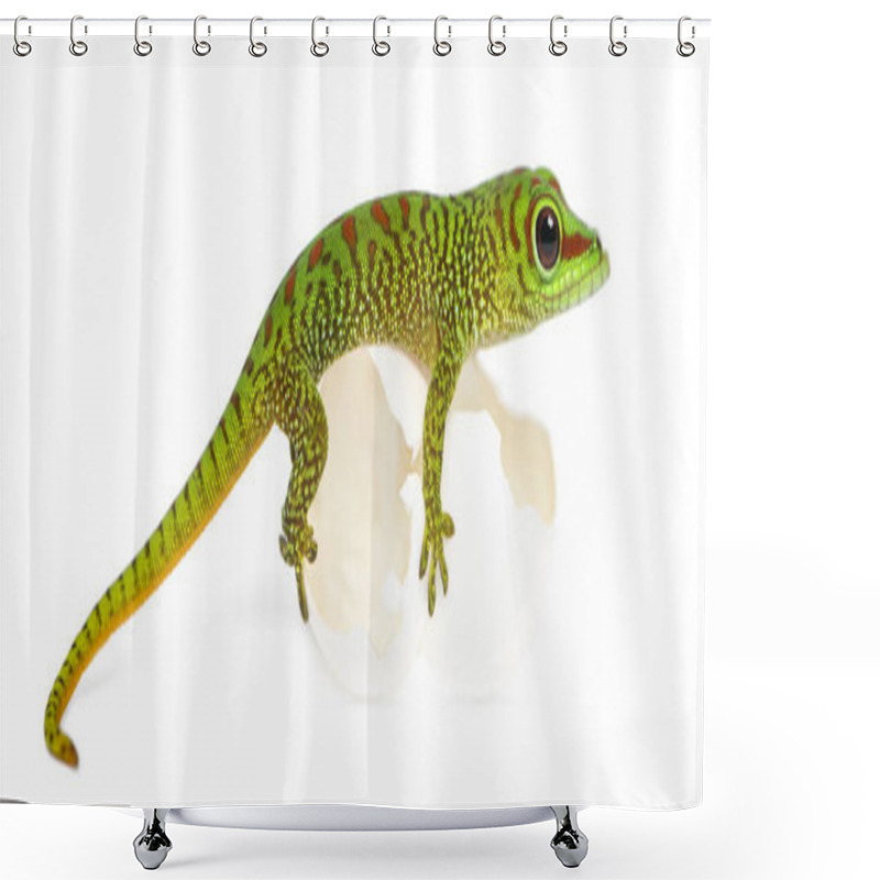 Personality  Side View Of A Madagascar Giant Day Gecko Perched On Its Eggs, P Shower Curtains