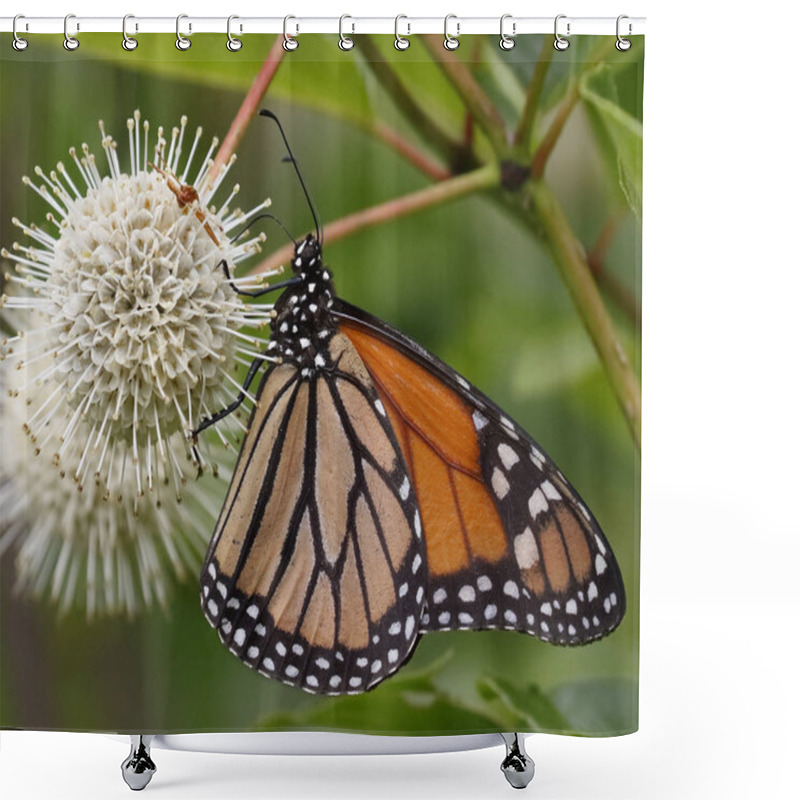 Personality  Monarch (Danaus Plexippus) Nectaring On A Buttonbush Flower - Ontario, Canada Shower Curtains