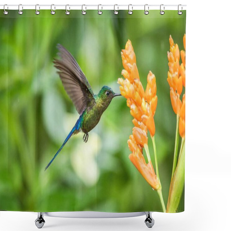 Personality  Violet-tailed Sylph Hovering Next To Orange Flower,tropical Forest, Ecuador, Bird Sucking Nectar From Blossom In Garden,beautiful Hummingbird With Outstretched Wings,nature Wildlife Scene Shower Curtains