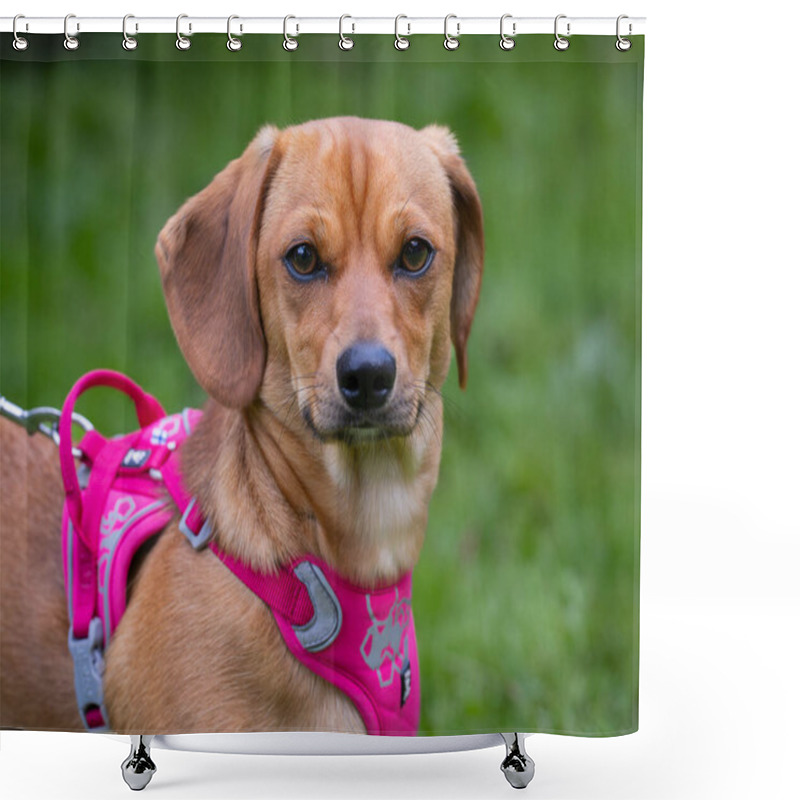 Personality  Red Dachshund On Nature Background. Smooth-haired Dachshund In The Nature. Dachshund Dog Also Known As The Wiener Dog Or Sausage Dog, Badger Dog And Doxie. Shower Curtains