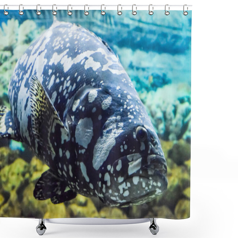 Personality  A Giant Grouper Humpback Grouperpanther Grouper Humpback Grouper Shower Curtains